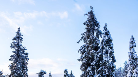 travel to Murmansk Oblast of Russia in winter season - tops of snow-covered spruce trees and blue...
