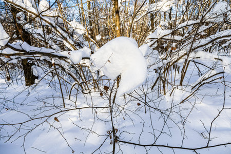 snowdrift on tree twigs in snowy forest of city park on sunny winter dayの写真素材