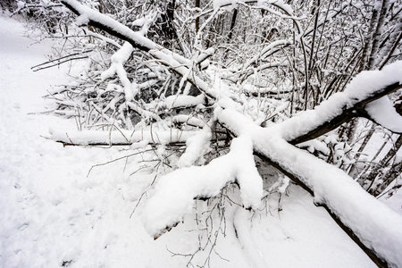 snow-covered broken tree branches in forest of city park after snowfall on overcast winter dayの写真素材