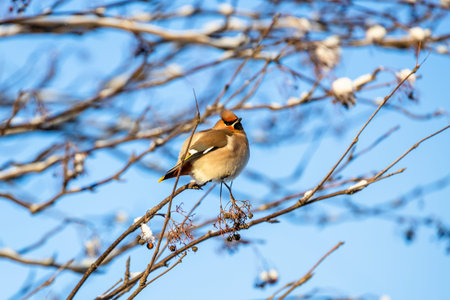 travel to Murmansk Oblast of Russia in winer season - waxwing bird on tree twig and blue sky in background on sunny winter day in Murmansk cityの写真素材