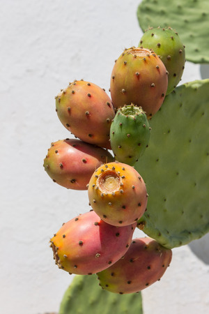 Prickly pears cactusの写真素材