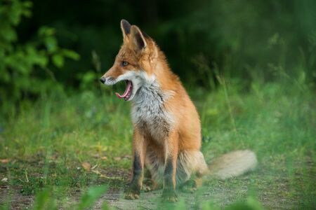 Yawning red fox cubの写真素材
