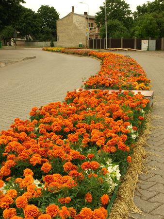 Ventspils, Latvia - July 24, 2010 - longest carpet of flowers, Guinness World Record.のeditorial素材