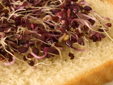 salad sprouts on the breadの写真素材