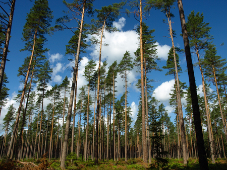View to cloudy sky from forestの写真素材