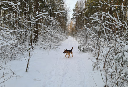 German shepherd dog exploring winter forest