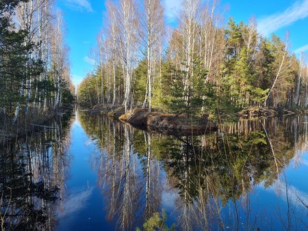 Swamp pond with trees and reflecting sky