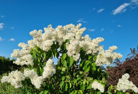 Blooming white lilacの写真素材