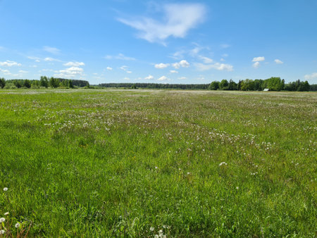 Field of dandelion fluffの写真素材