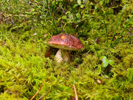 mushroom in the forestの写真素材