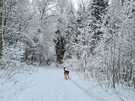 Dog running in the forest, snowy winter trailの写真素材