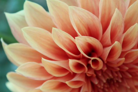 Dahlia - Macroの写真素材