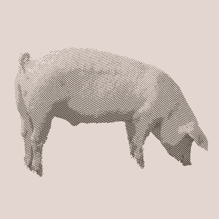 Pig. Farm animal. Vintage engraved illustration on clean background.のイラスト素材