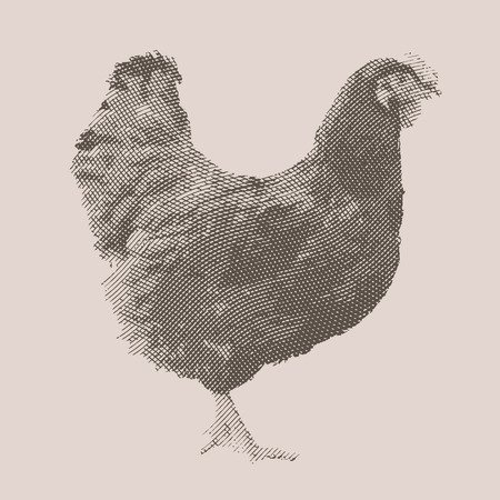 Chicken. Farm animal. Vintage engraved illustration on clean background.のイラスト素材