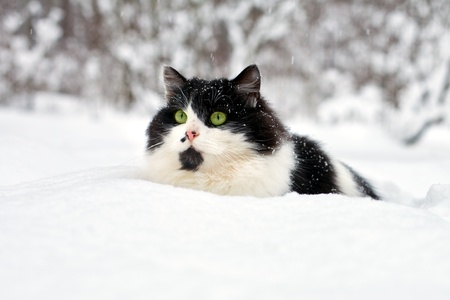 Cat in the snowの写真素材