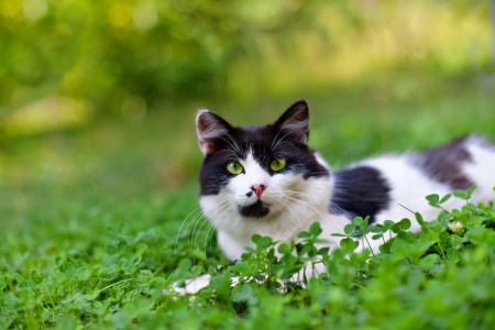 Black and white cat lying in cloverの写真素材