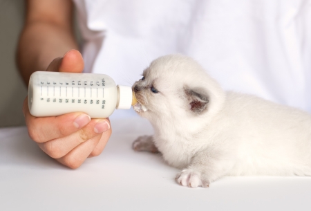 Feeding little white cat with milk replacerの写真素材
