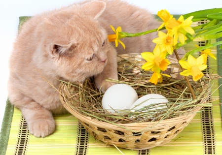 Little cream cat lying near basket with eggsの写真素材