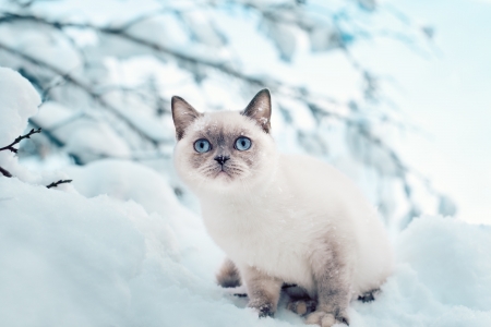 Cat sitting in the snowの写真素材
