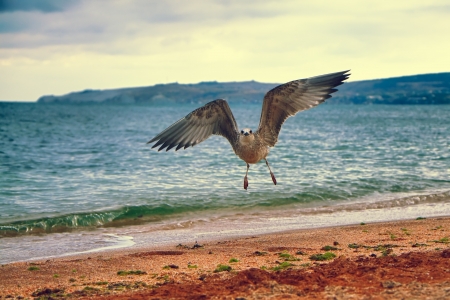 Seagull flying over the coastの写真素材