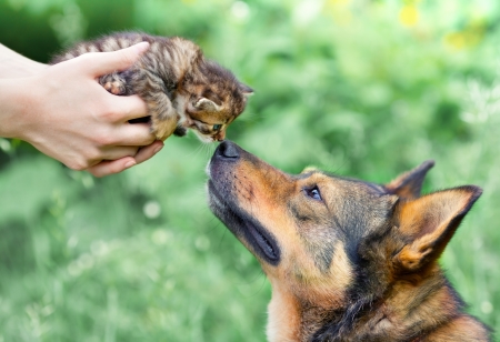 A big dog and a little kitten in female hands sniffing each other outdoorの写真素材