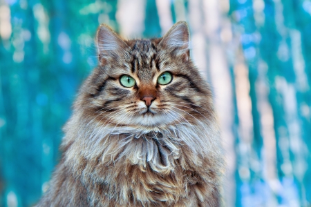 Portrait of cute cat sitting on forest backgroundの写真素材