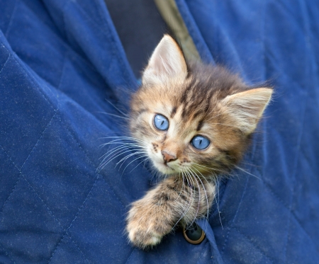 Beautiful little kittenの写真素材