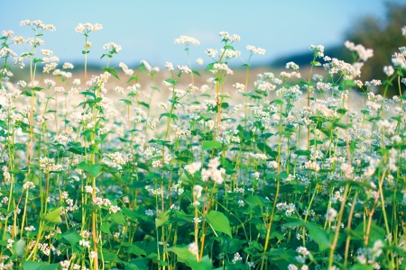 Beautiful buckwheat field against the skyの写真素材