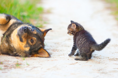 Little kitten playing with big dogの写真素材