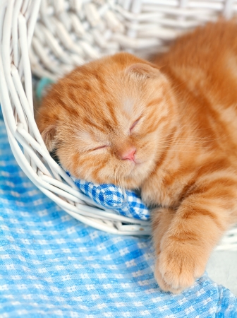 Cute red kitten sleeping in a basketの写真素材