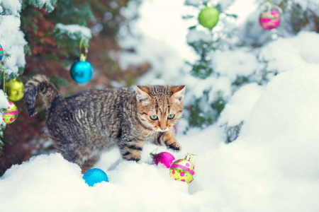 Little kitten playing with Christmas-tree decorations on the snowの写真素材