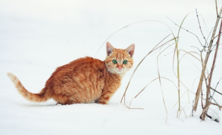 Little kitten walking in the snowの写真素材