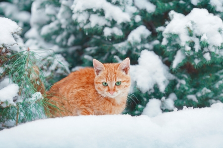 Little kitten lying in the snow near firの写真素材