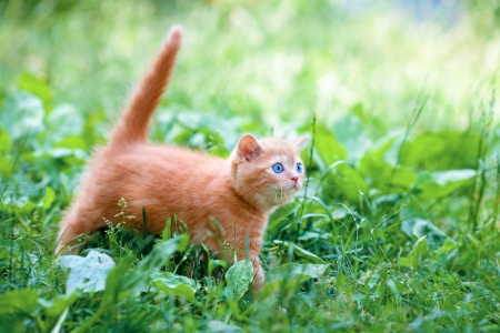 Adorable kitten walking outdoorsの写真素材