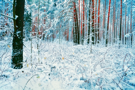 Snowy pine forest in winterの写真素材