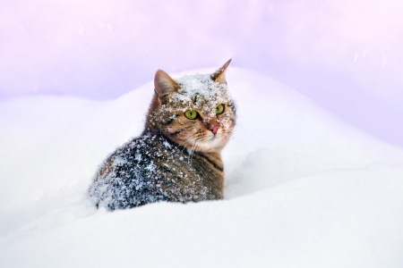Cat cowered wit snowflakes, sitting in the deep snowの写真素材