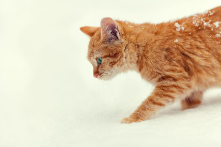 Cat walking in snow