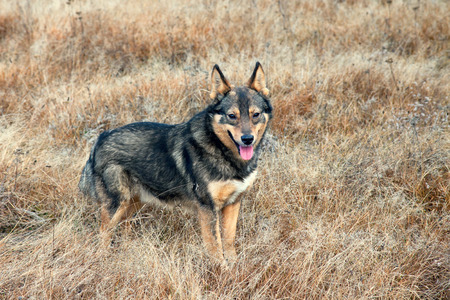 Dog on the fieldの写真素材