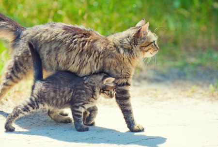 Mom cat walking with little kittenの写真素材