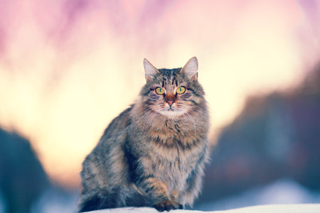 Siberian cat at sunset in winter