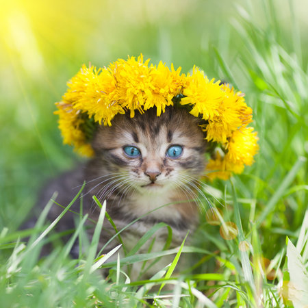 Cute little kitten crowned with a chaplet of dandelion walking in the grassの写真素材