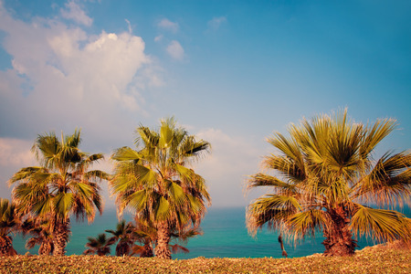 Tropical beach with palm treesの写真素材