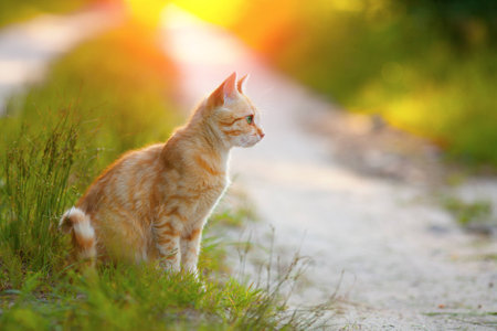 Red cat sitting in profile on the road at sunsetの写真素材