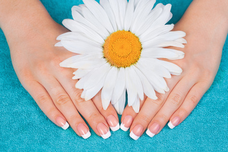 Beautiful woman s hands with french manicure and chamomile flowerの写真素材