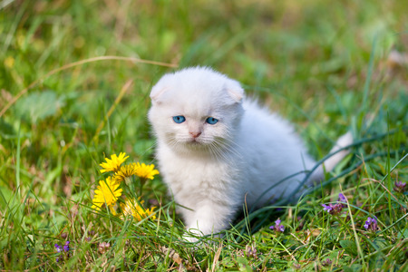 Cute little Scottish fold white kitten in the grassの写真素材