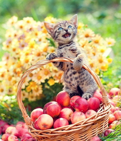 Cute little meowing kitten in a basket with paradise applesの写真素材