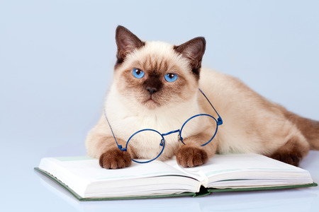 Cute business cat is wearing glasses reading notebookの写真素材