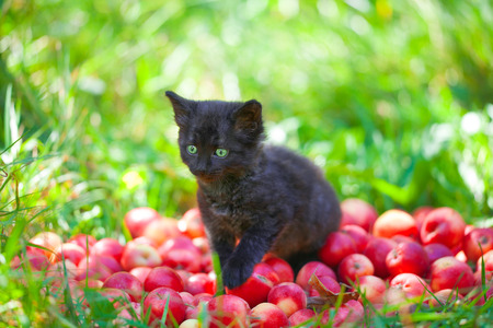 Cute little black kitten sitting on red organic apples on green grassの写真素材