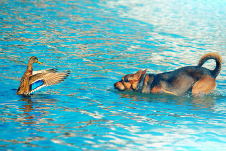 Dog hunting wild duck in lakeの写真素材