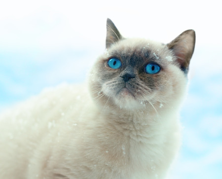 Portrait of beautiful siamese cat in winterの写真素材